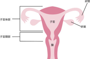 子宮頸がんとは?