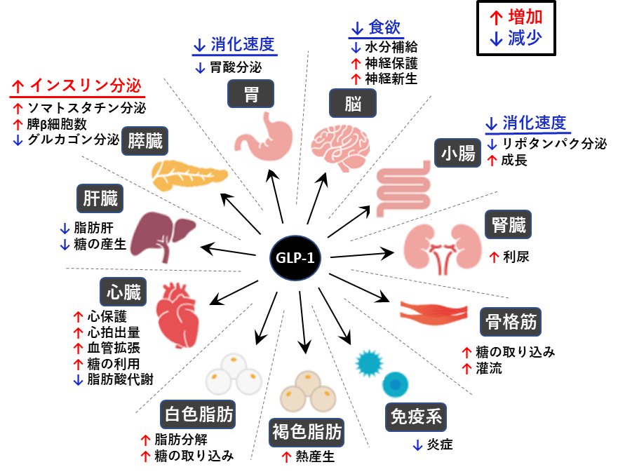 GLP-1 内服薬(リベルサス)の様々な作用